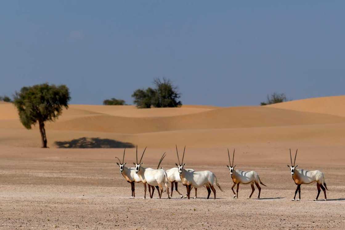 UAE's national animal