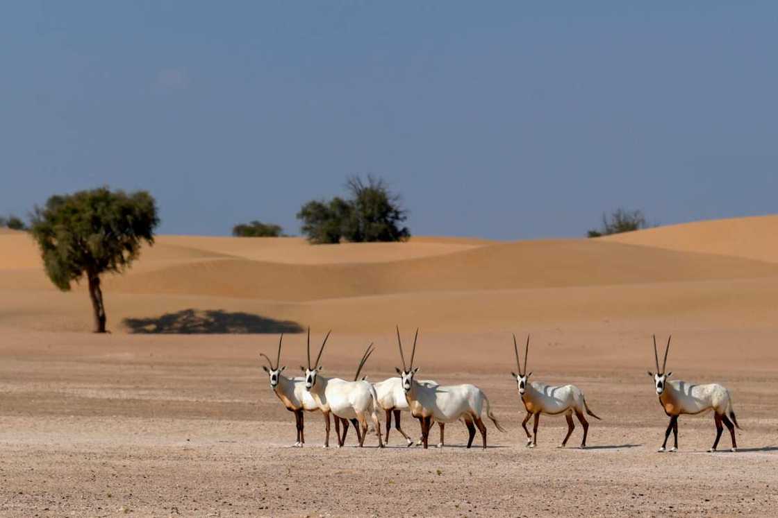 UAE's national animal UAE's national animal