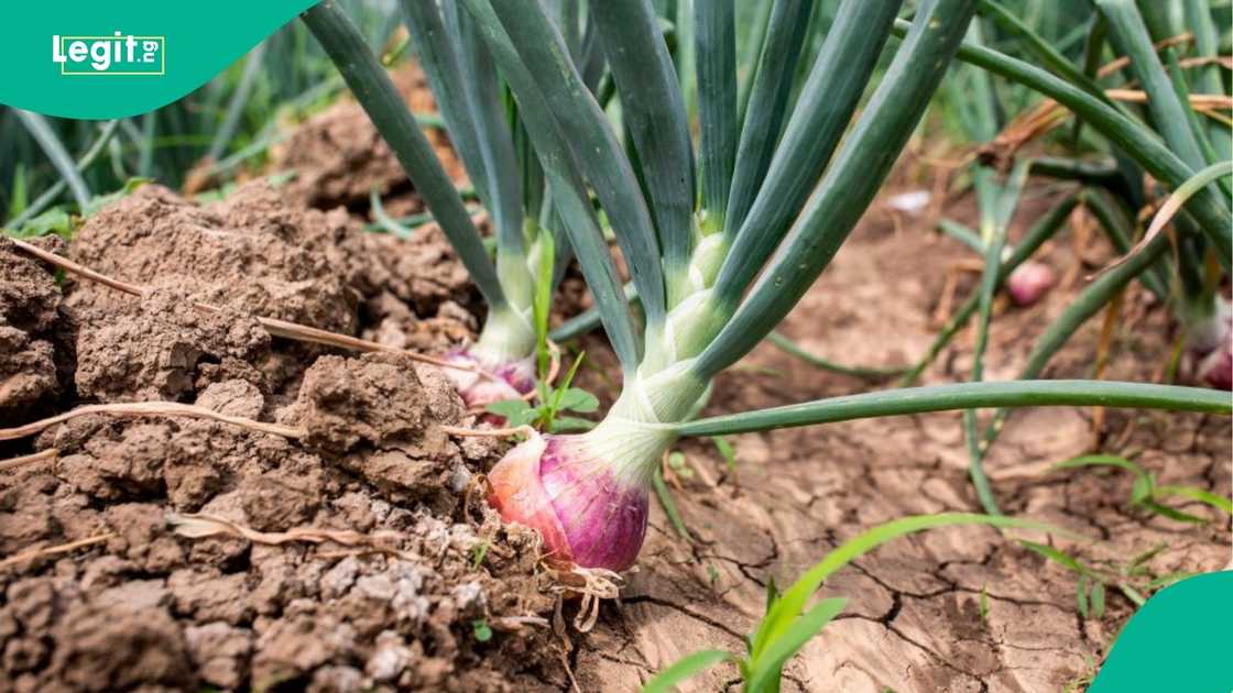 The federal government has launched the first phase of its Onion Intervention Programme in Sokoto State
The initiative, launched through NADF, targets farmers affected by flooding and climate-related challenges The federal government has launched the first phase of its Onion Intervention Programme in Sokoto State
The initiative, launched through NADF, targets farmers affected by flooding and climate-related challenges