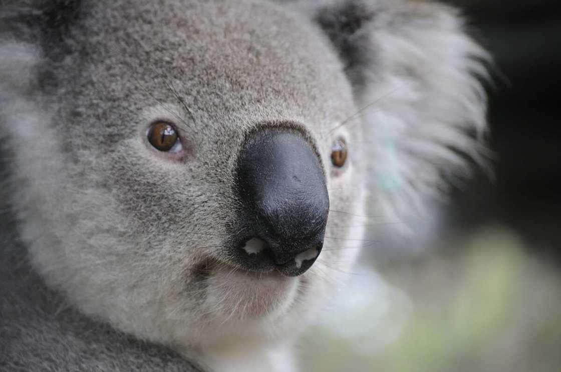 Koala puns Koala puns