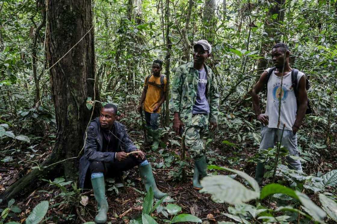 Forest elephants now have nowhere to go so end up in people's fields, says a park conservationist