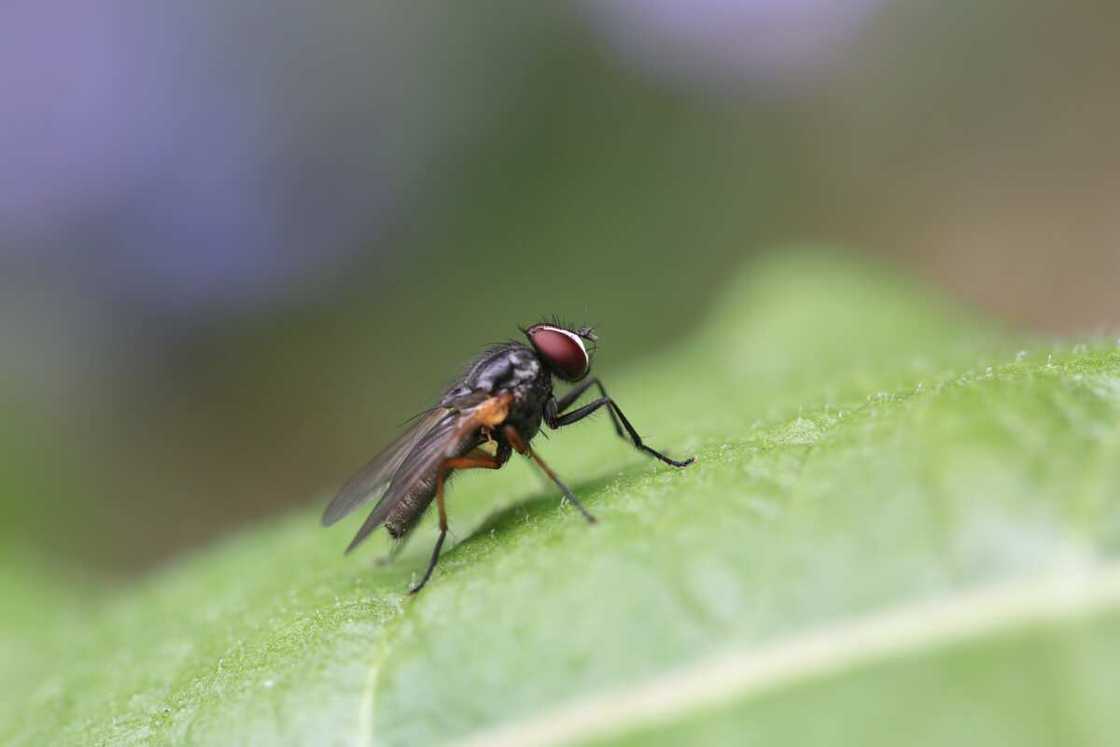 Voici comment fabriquer un piège à mouche maison efficace Voici comment fabriquer un piège à mouche maison efficace