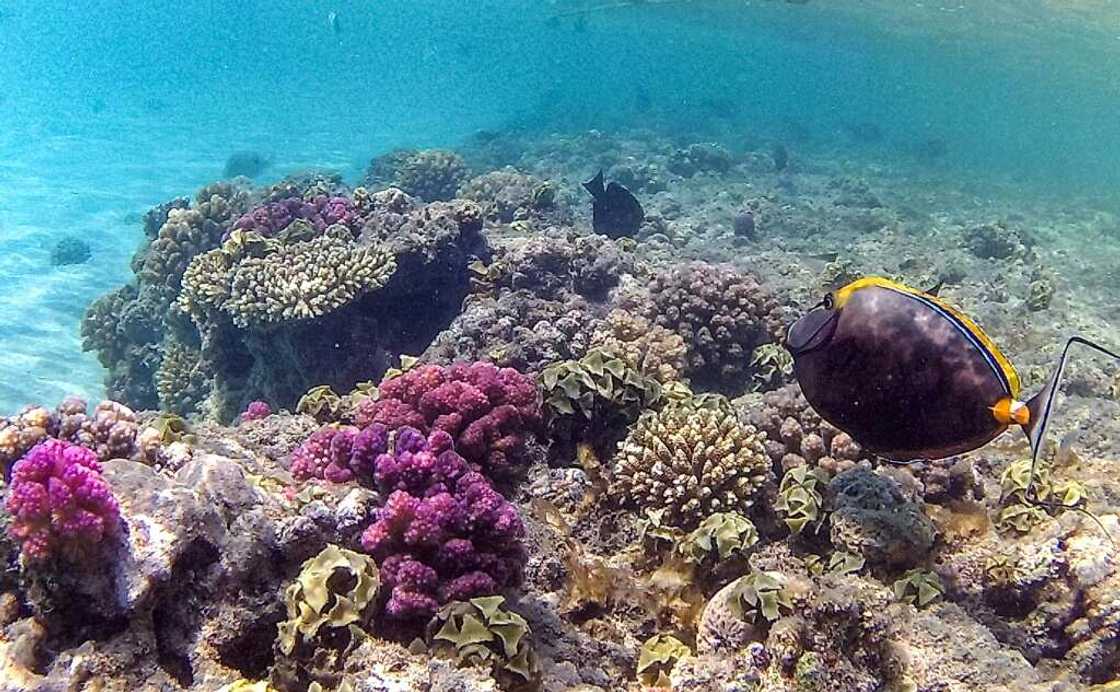 Orange-spine unicorn fish (Naso lituratus) swim by a coral reef Orange-spine unicorn fish (Naso lituratus) swim by a coral reef