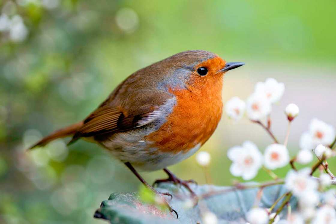 phobie des oiseaux