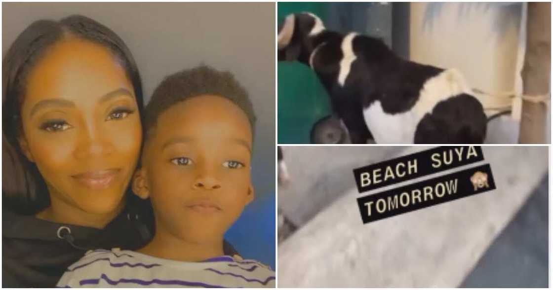 Tiwa Savage's ram, Jamil Tiwa Savage's ram, Jamil