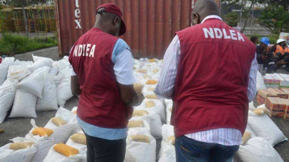 NDLEA Ta Cafke Dillalan Kwayoyi 89 da Tan 2,800 Na Haramtattun Magunguna a Kebbi