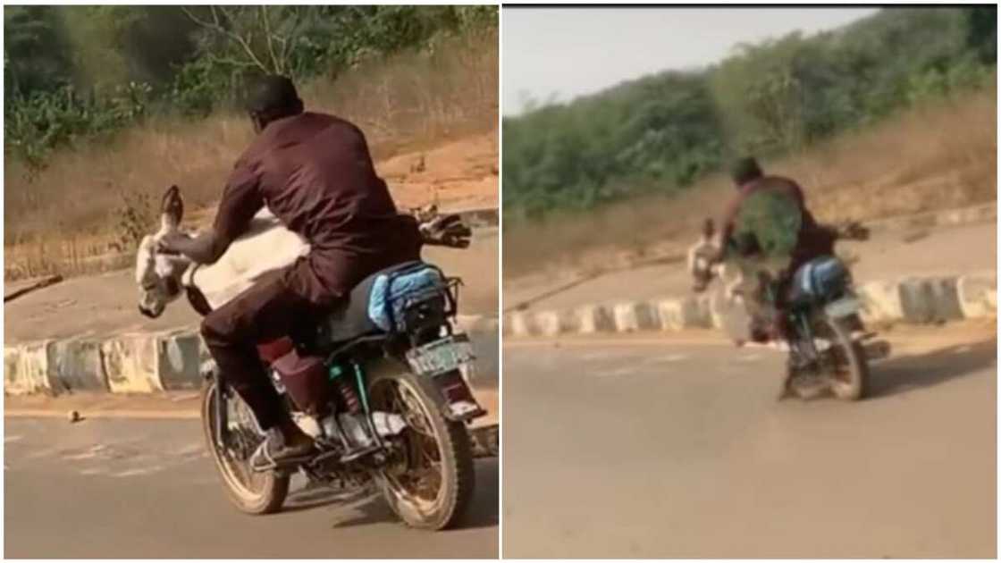 He placed the cow across the bike handles.