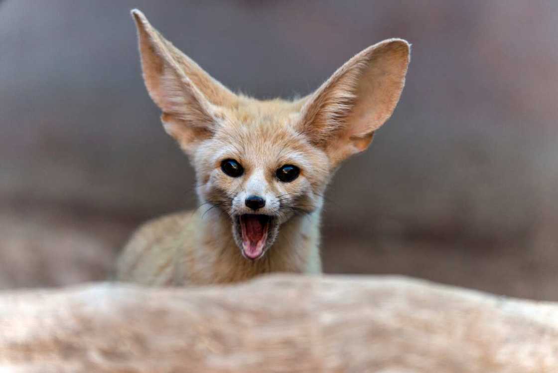 animaux du désert- fennec animaux du désert- fennec