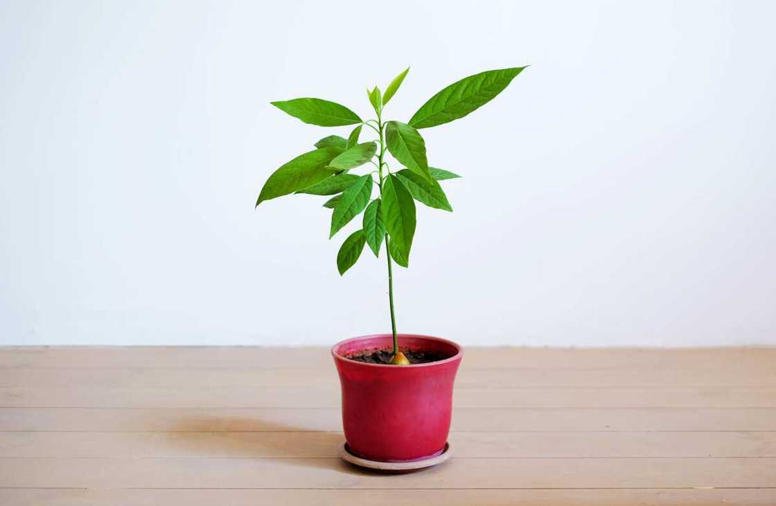 comment faire pousser un avocat à partir d'un noyau