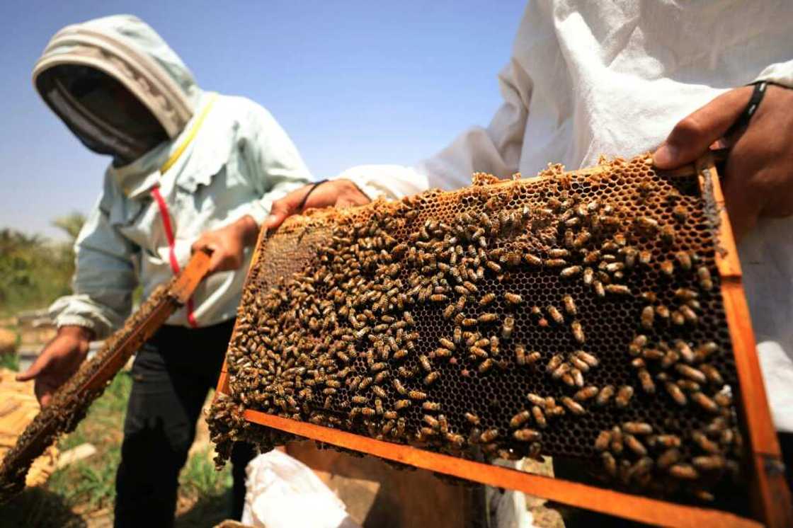 Experts believe that relocating bee hives from drought-hit areas of Iraq to cooler and greener areas in the northern Kurdistan region helps them to thrive Experts believe that relocating bee hives from drought-hit areas of Iraq to cooler and greener areas in the northern Kurdistan region helps them to thrive