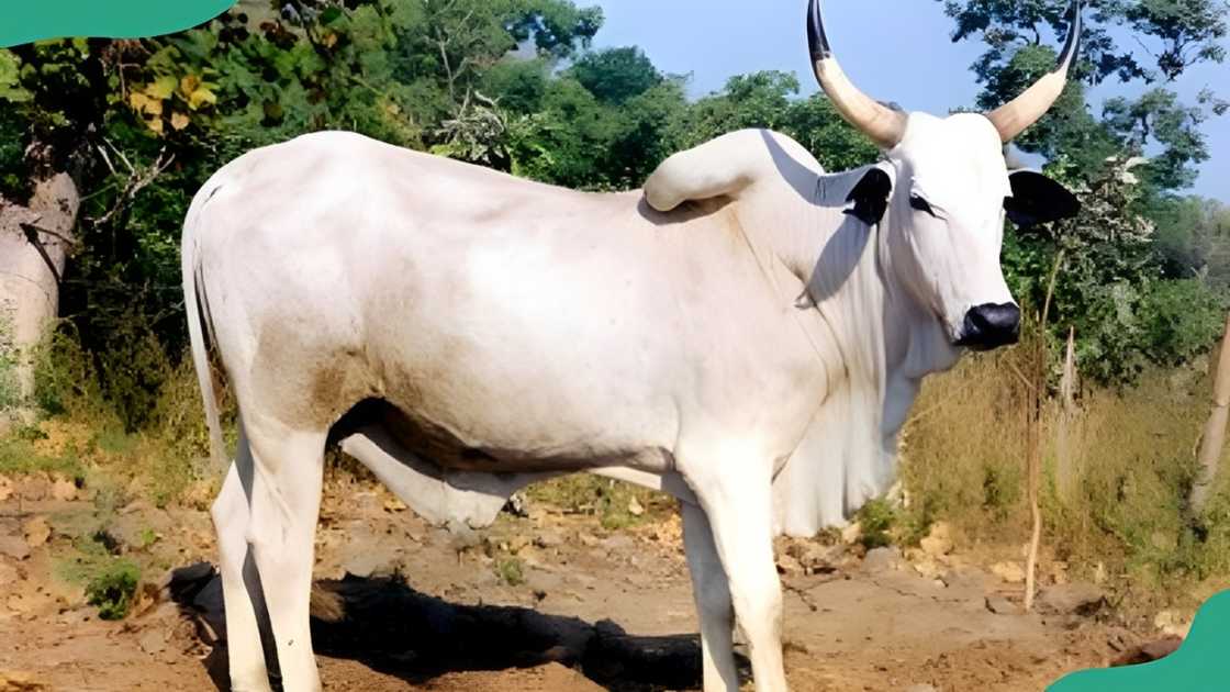 White Fulani breed