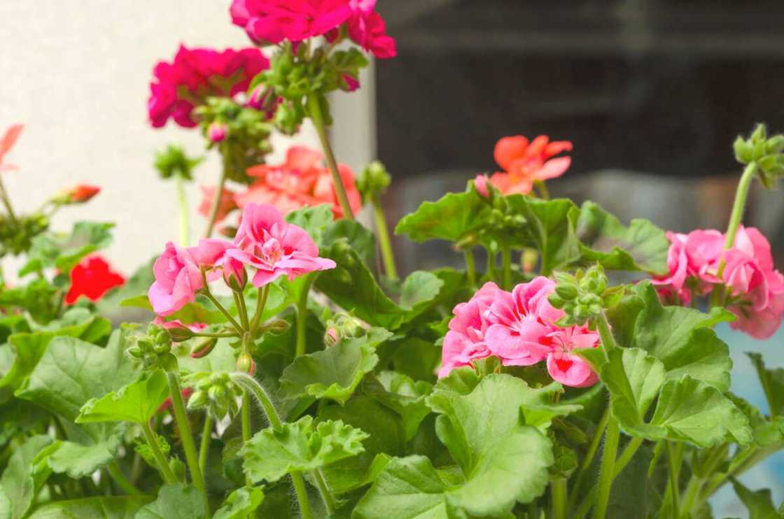 Pelargonium flowers of red and pink shades