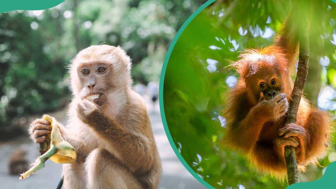 A monkey eating a banana (L). A monkey resting on a tree (R)