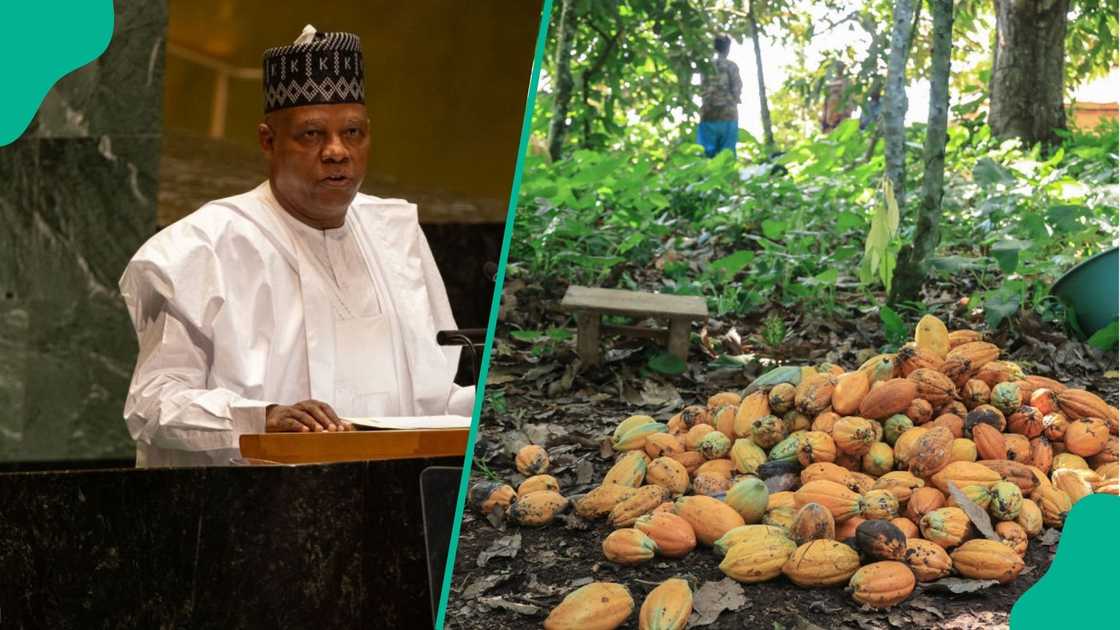Vice President Kashim Shettima shares news of his cocoa farm as Nigeria pledges 50,000 hectares for cocoa farming Vice President Kashim Shettima shares news of his cocoa farm as Nigeria pledges 50,000 hectares for cocoa farming
