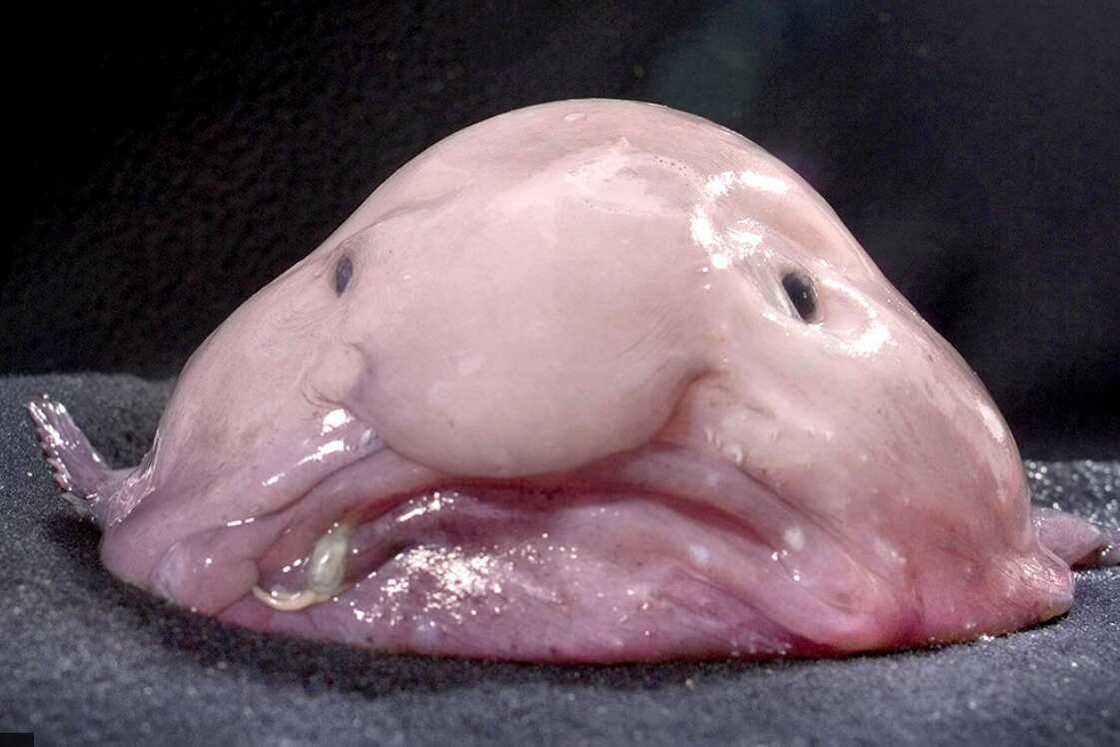 blobfish blobfish
