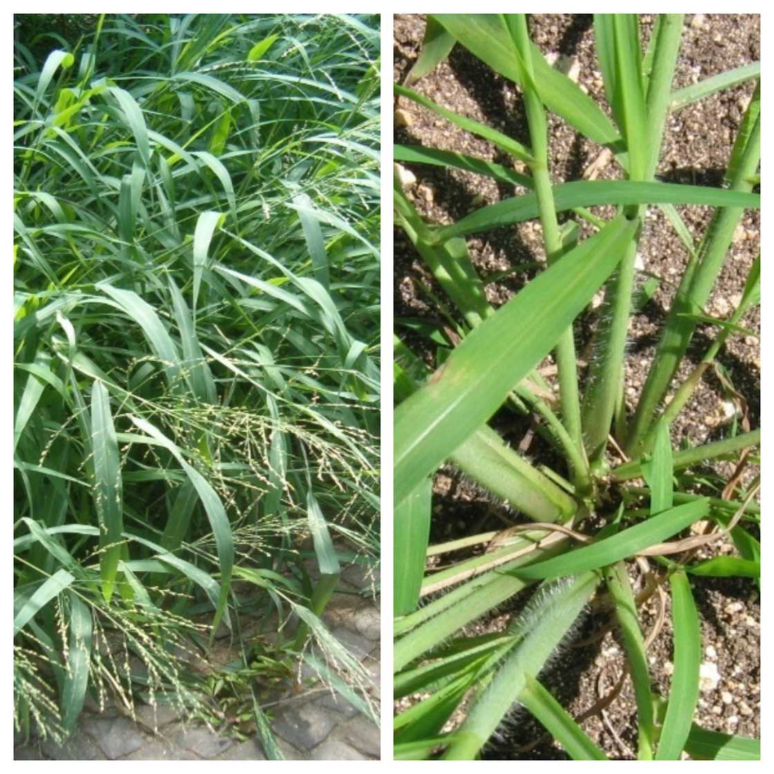 Photo by Dr. Okon G. Okon: A collage of Panicum repens (Torpedo grass) and Rottboellia cochinchinensis (Itch grass) Photo by Dr. Okon G. Okon: A collage of Panicum repens (Torpedo grass) and Rottboellia cochinchinensis (Itch grass)