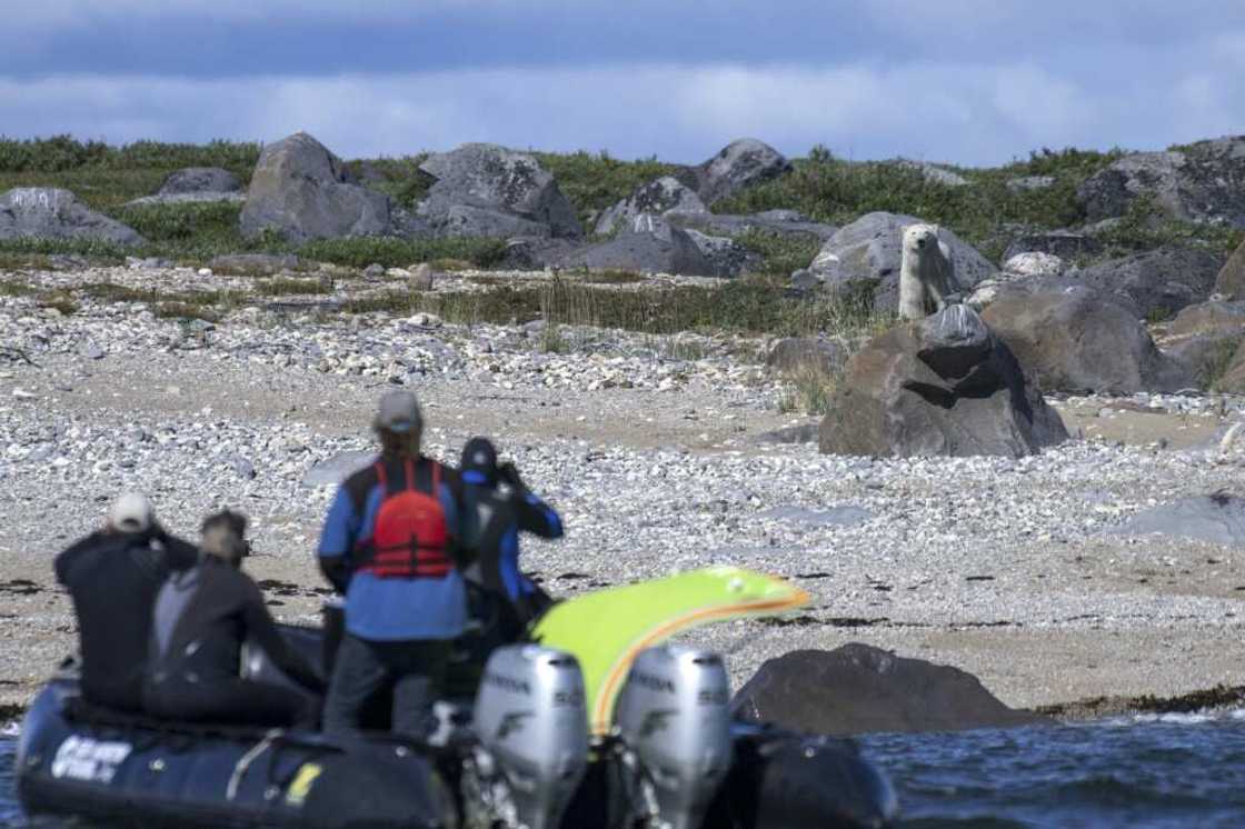 A few thousand tourists find their way each year to the area around Churchill, Manitoba, drawn by the increased presence of polar bears A few thousand tourists find their way each year to the area around Churchill, Manitoba, drawn by the increased presence of polar bears