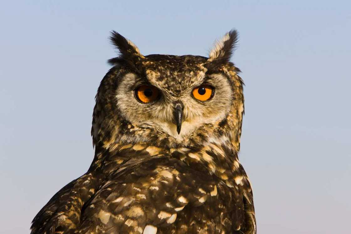 Cape Eagle-Owl Cape Eagle-Owl