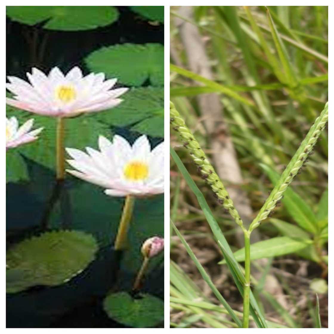 Photo by Dr. Okon G. Okon: A collage of Nymphaea lotus (White water lily) and Paspalum vaginatum (Saltgrass) Photo by Dr. Okon G. Okon: A collage of Nymphaea lotus (White water lily) and Paspalum vaginatum (Saltgrass)