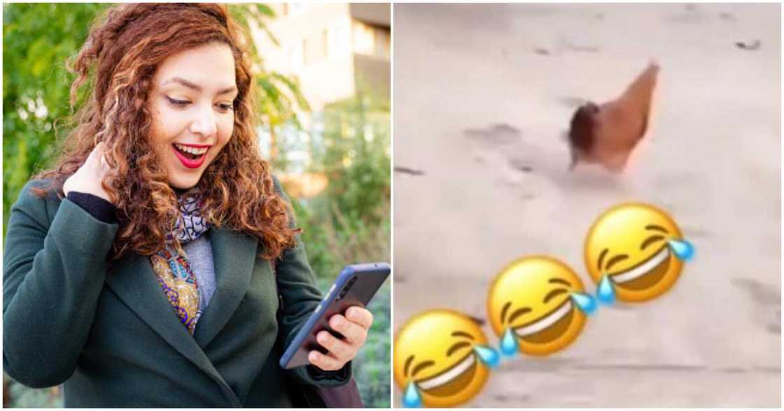 Chicken copies man, man hopping on one leg, funny chicken and man video Chicken copies man, man hopping on one leg, funny chicken and man video