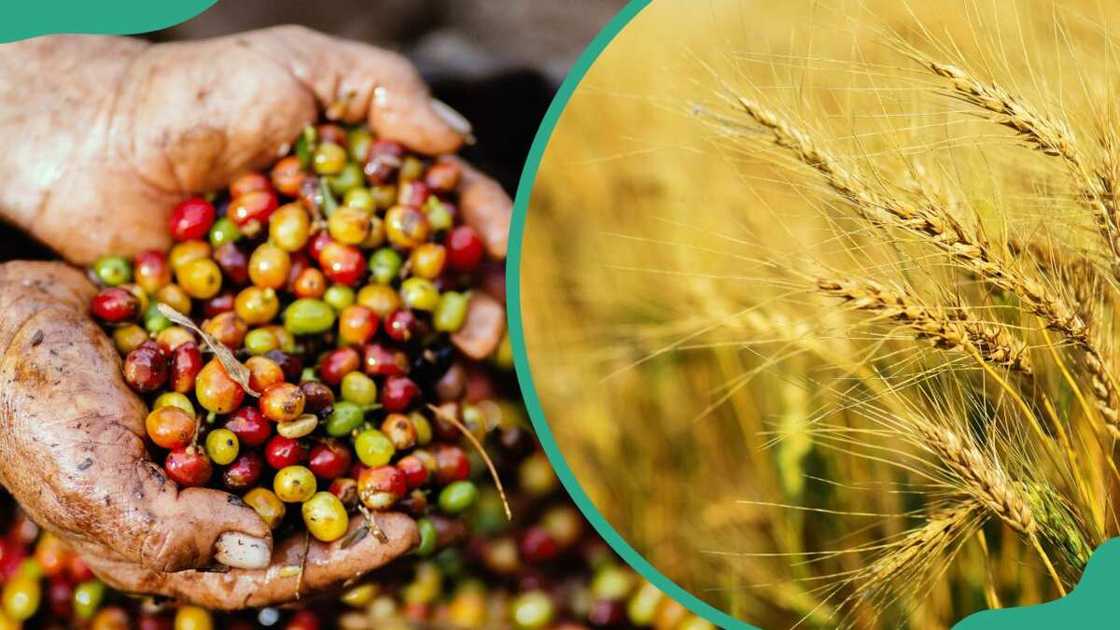 Harvested coffee and wheat plants Harvested coffee and wheat plants