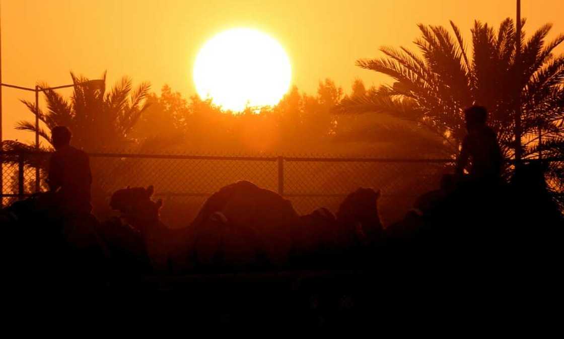 The price for a camel starts at around $10,000, and training and care cost at least $1,500 a month The price for a camel starts at around $10,000, and training and care cost at least $1,500 a month