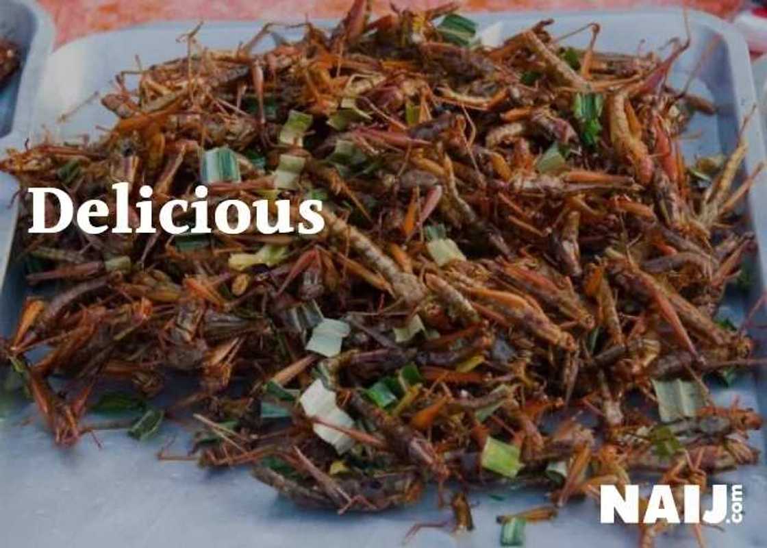 5 delicious insects Nigerians eat as delicacy (photos) 5 delicious insects Nigerians eat as delicacy (photos)
