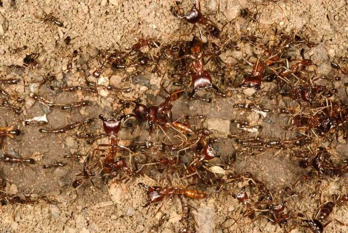 Types of insects that may be dangerous in Nigeria Types of insects that may be dangerous in Nigeria