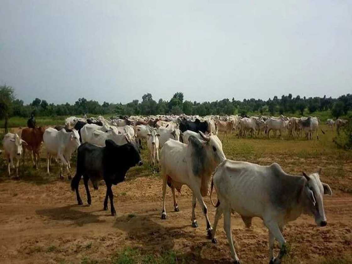 Shanu a wurin kiwo Shanu a wurin kiwo