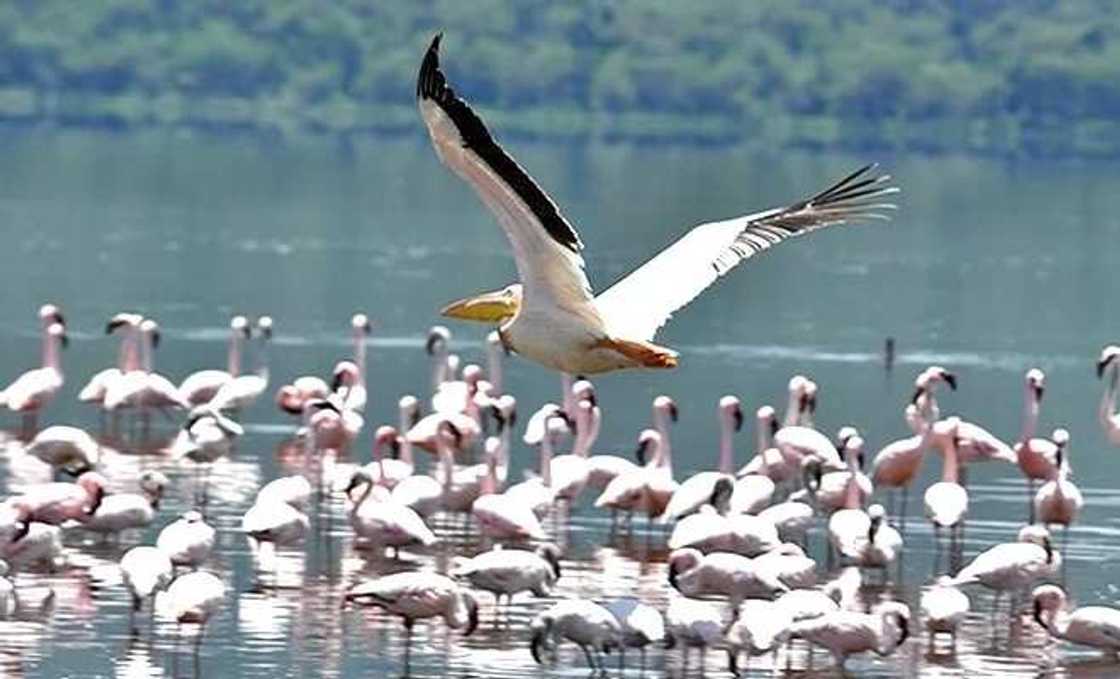 Chad basin National park