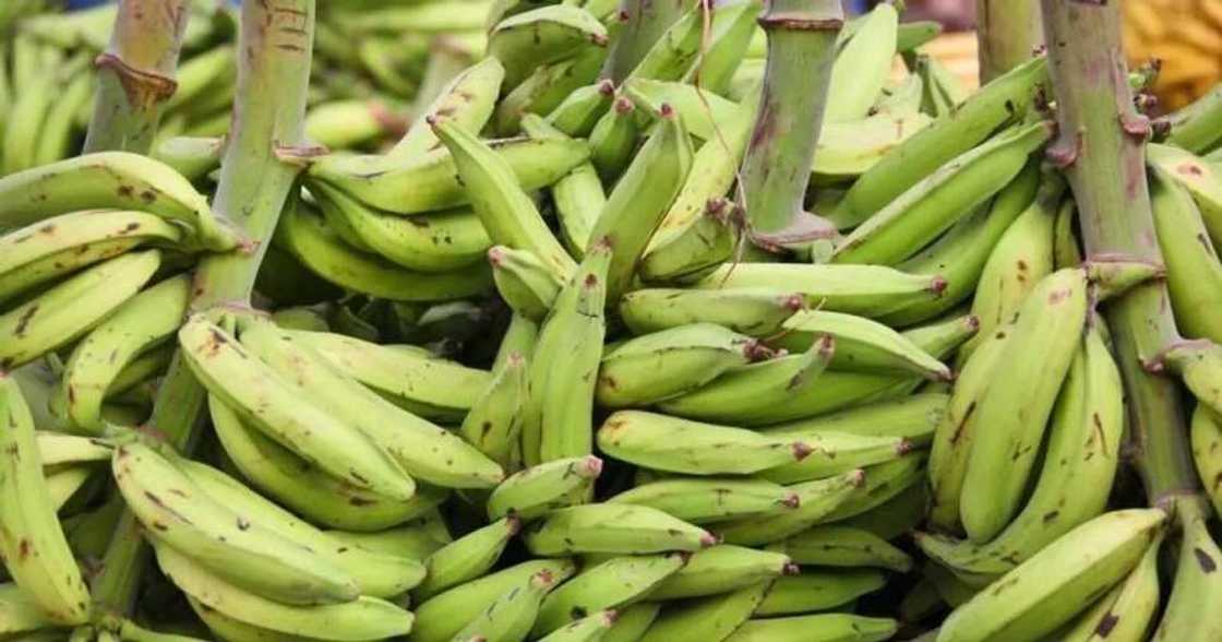 unripe plantain growth