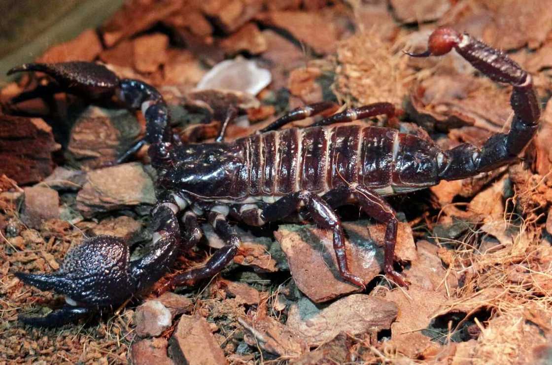 Types of insects that may be dangerous in Nigeria Types of insects that may be dangerous in Nigeria