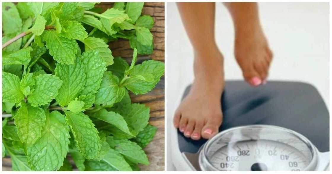 Benefits of mint leaves for weight loss Benefits of mint leaves for weight loss