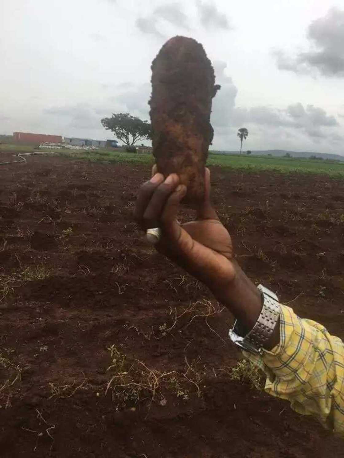 Noma tushen arziƙi: An samu wasu dankalin turawa masu girman Doya a Kaduna (HOTUNA) Noma tushen arziƙi: An samu wasu dankalin turawa masu girman Doya a Kaduna (HOTUNA)