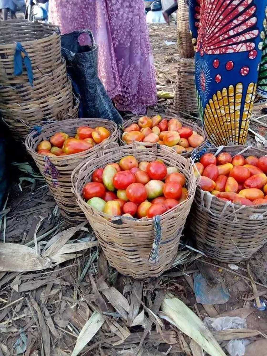 Ga koshi ga kwanan yunwa: Yadda wahalar manoman Najeriya ke tafiya a banza, duba hotuna