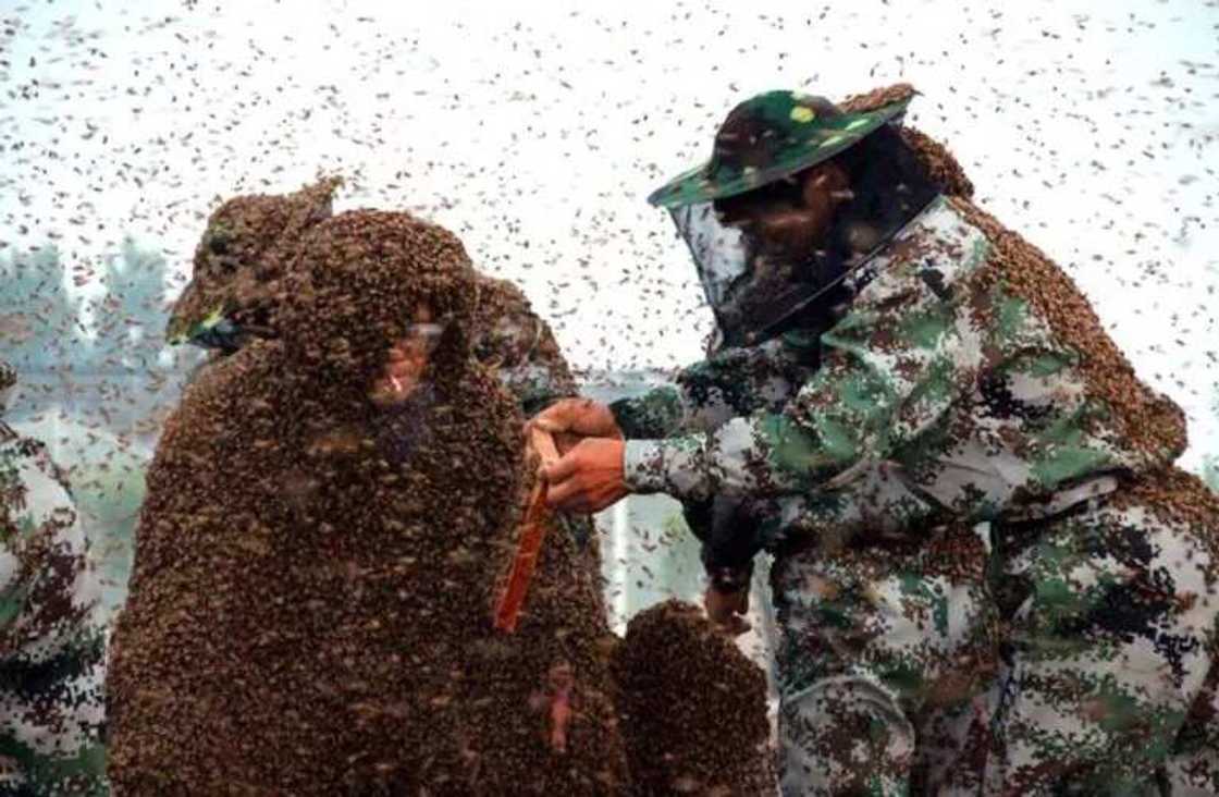 Man Covered In 100kg Of Bees Sets World Record Man Covered In 100kg Of Bees Sets World Record