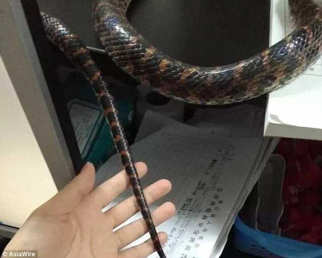 Kalli hotunan wata jarumar mata da ta damke Macijin da ya sare ta, ta kai shi har gaban likita Kalli hotunan wata jarumar mata da ta damke Macijin da ya sare ta, ta kai shi har gaban likita