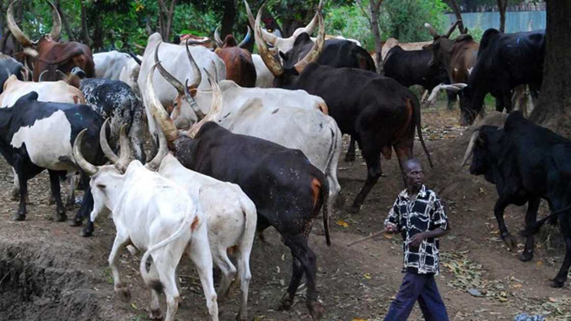 Ganduje ba zai iya ba mu wajen kiwo ba - Fulani makiyaya