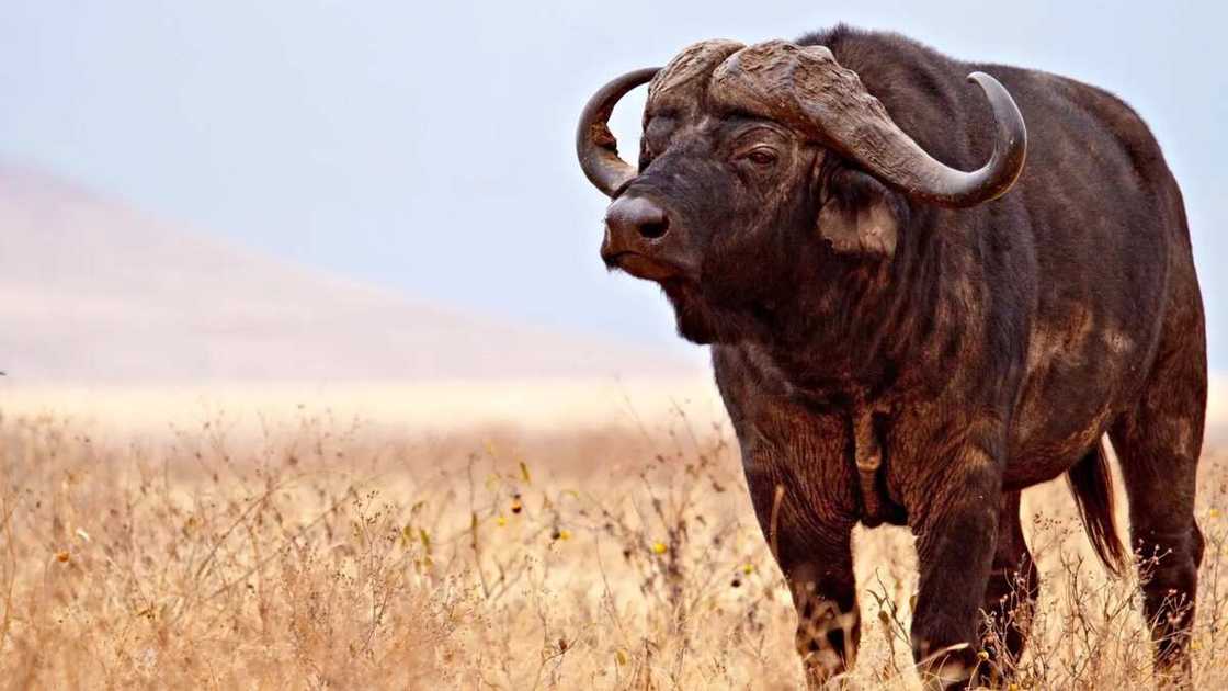 Cape Buffalo Cape Buffalo