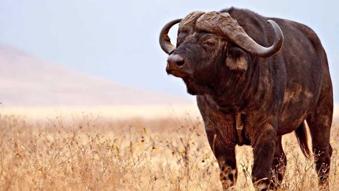 Cape Buffalo