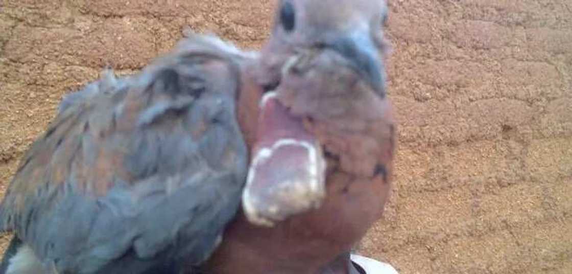 Matsafa sun aika da wata kurciya mai dauke da asiri jihar Kano Matsafa sun aika da wata kurciya mai dauke da asiri jihar Kano