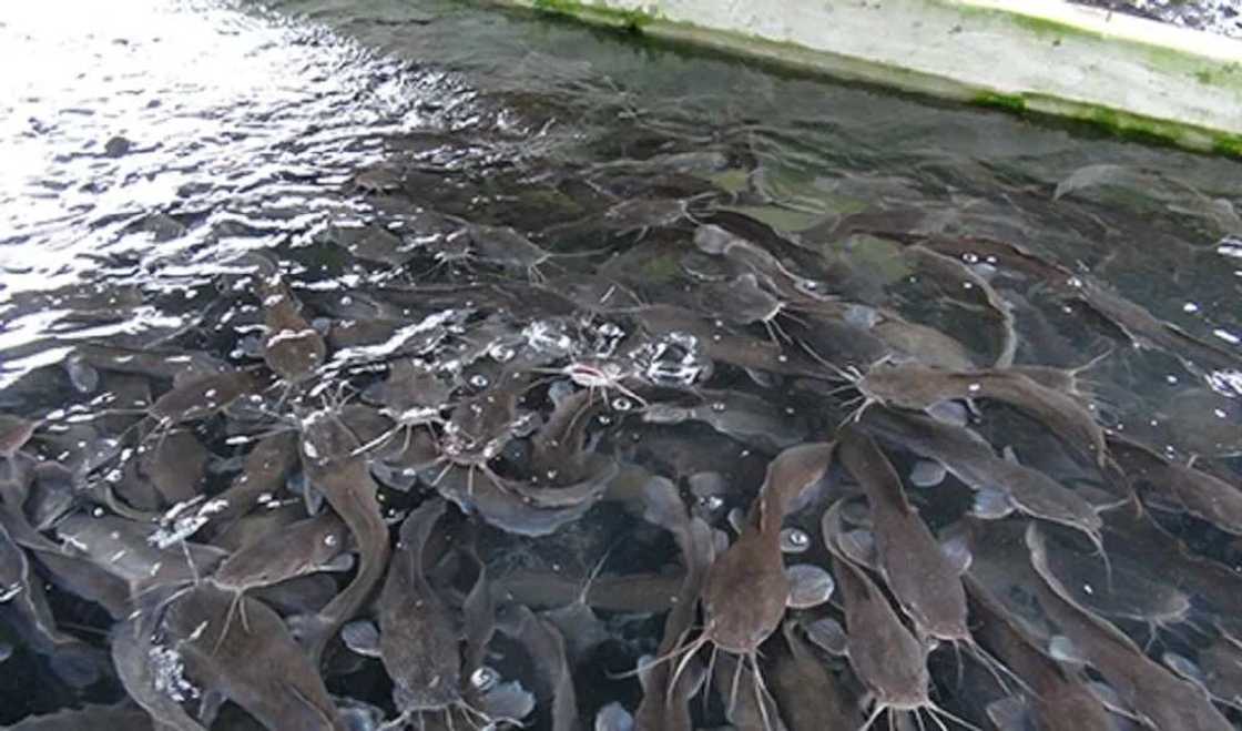 Catfish farm