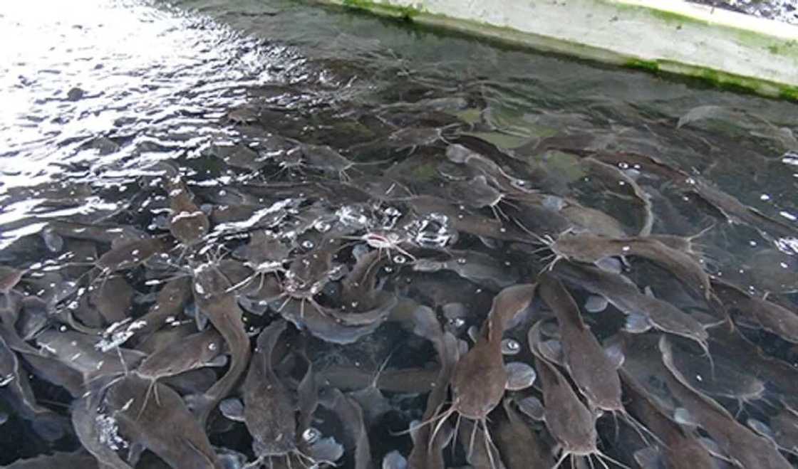 Catfish farm Catfish farm