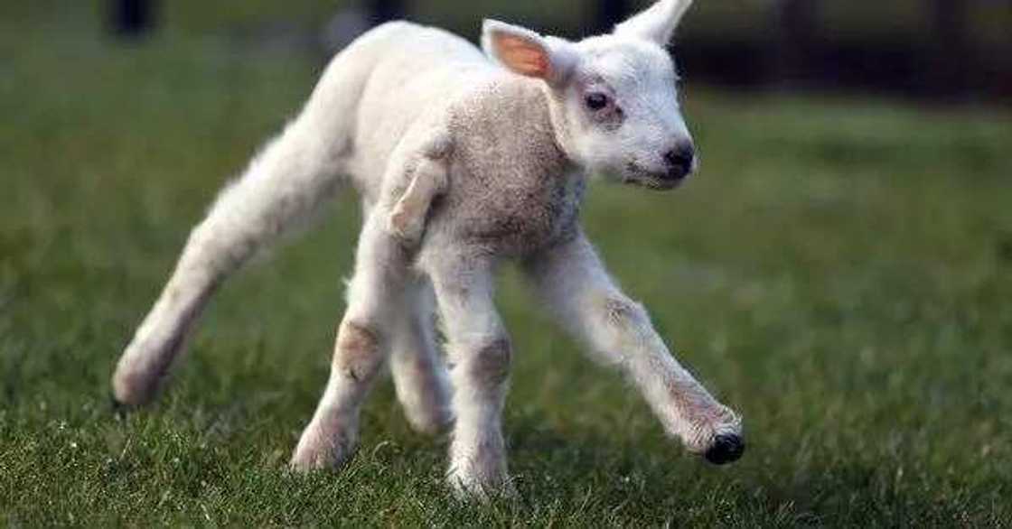 Abin ala’ajabi: Hotunan tunkiyar da aka haifa da kafafuwa 5 da rabi Abin ala’ajabi: Hotunan tunkiyar da aka haifa da kafafuwa 5 da rabi