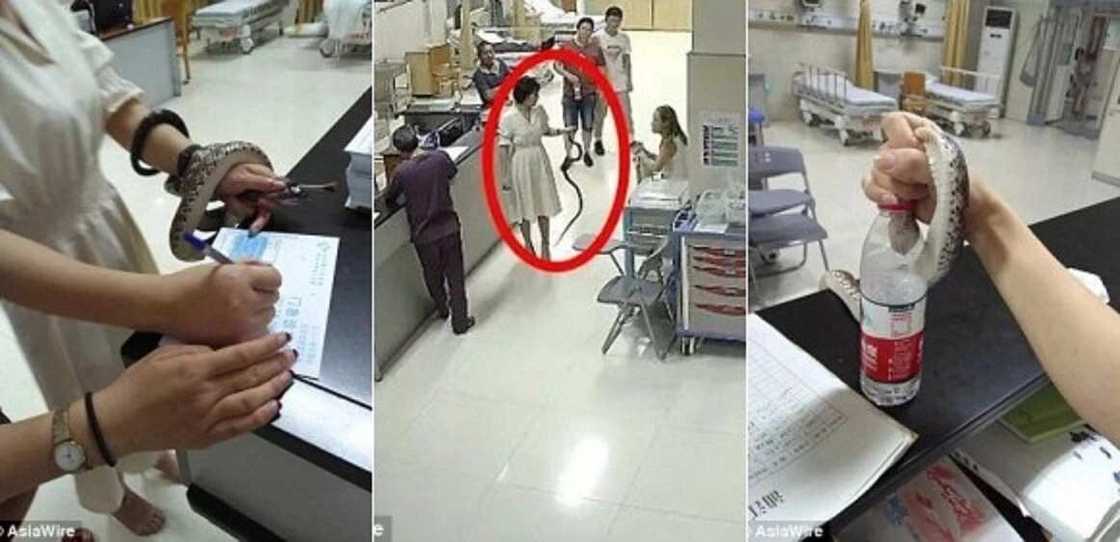 Kalli hotunan wata jarumar mata da ta damke Macijin da ya sare ta, ta kai shi har gaban likita Kalli hotunan wata jarumar mata da ta damke Macijin da ya sare ta, ta kai shi har gaban likita