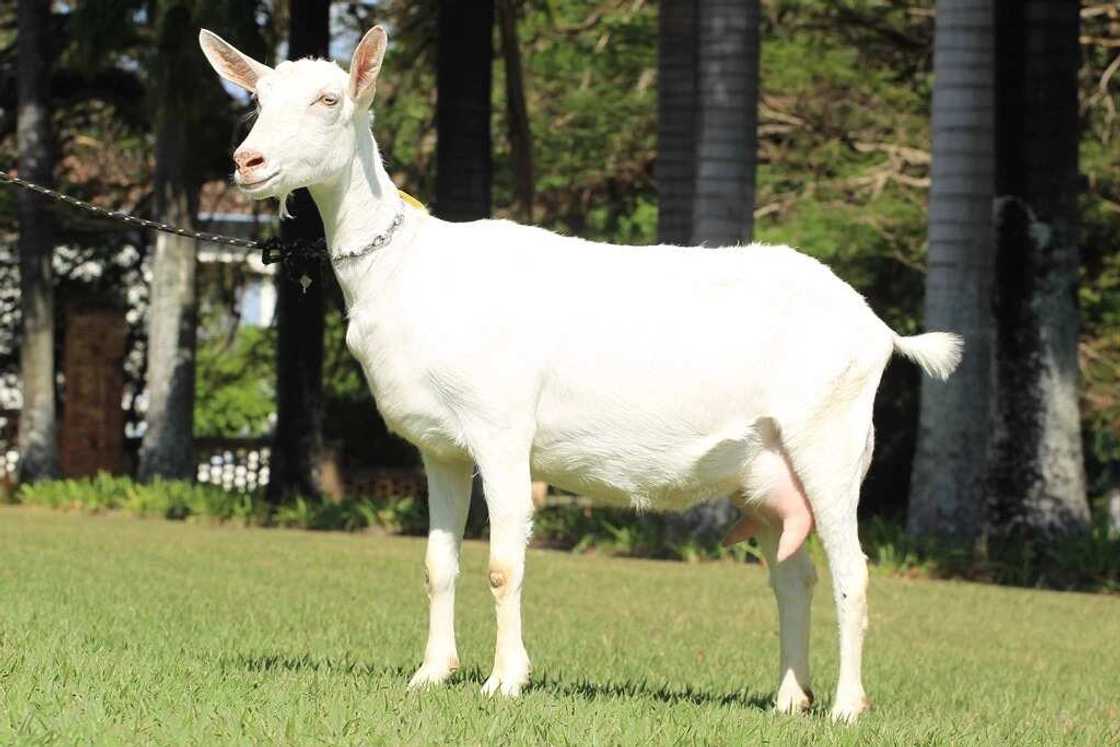 Saanen goats