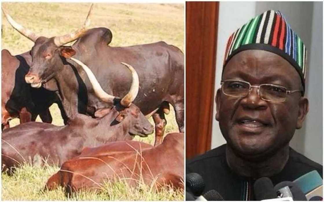 Dokar Hana Kiwo: Gwamnatin Jihar Binuwai za tayi gwanjon dabobin da ta kama Dokar Hana Kiwo: Gwamnatin Jihar Binuwai za tayi gwanjon dabobin da ta kama