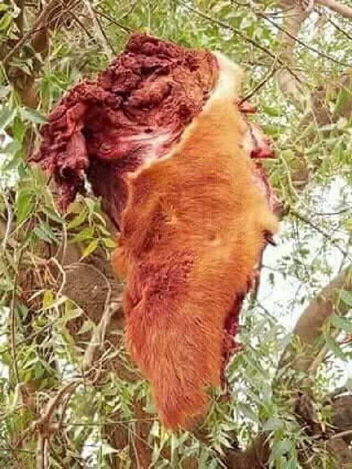 An hallaka wata shu’umar dabba dake cin mutane da dabbobi a jihar Kano An hallaka wata shu’umar dabba dake cin mutane da dabbobi a jihar Kano