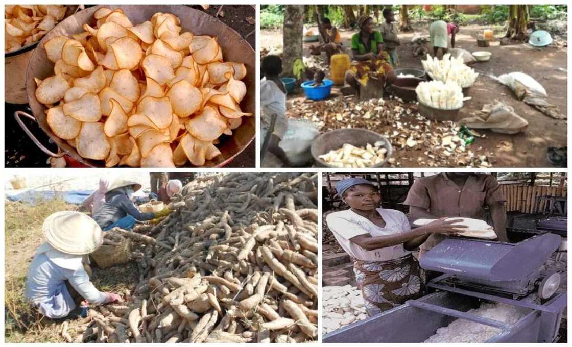 How to generate income from cassava peels cake