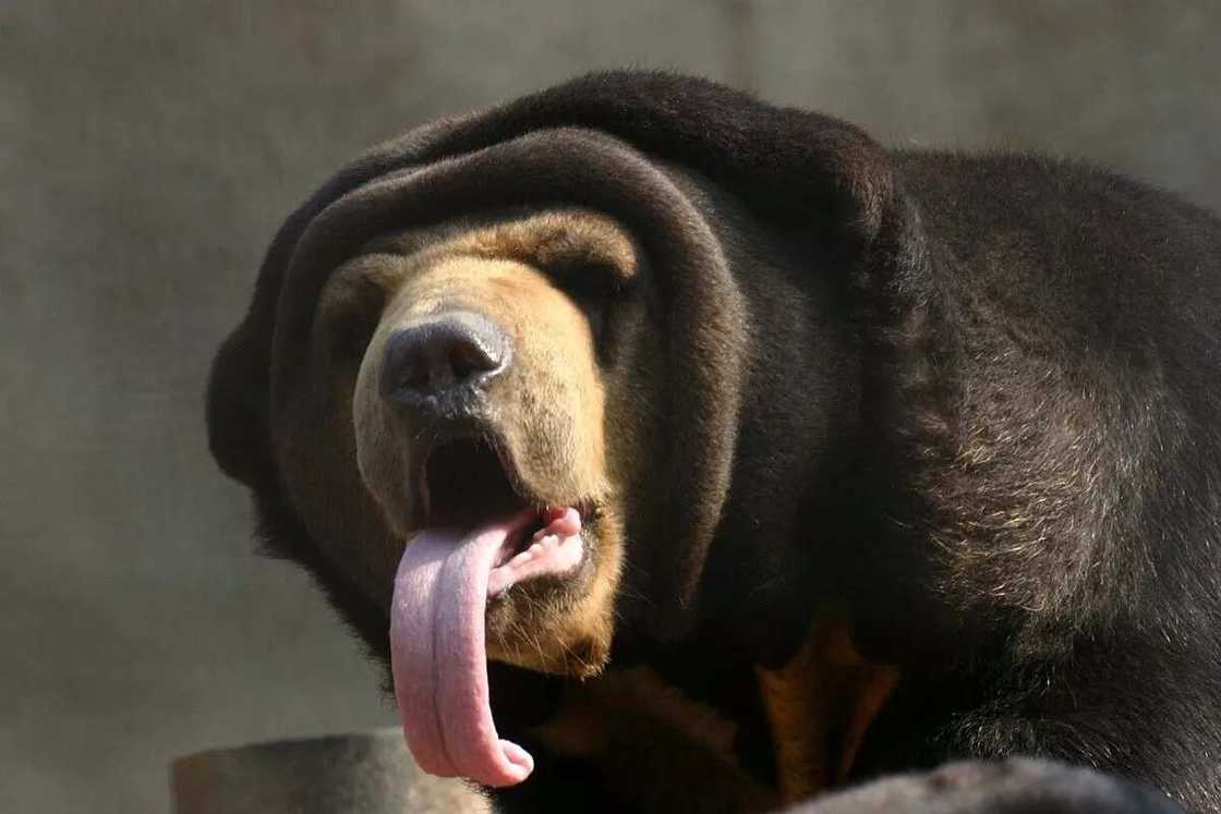 Sun Bear